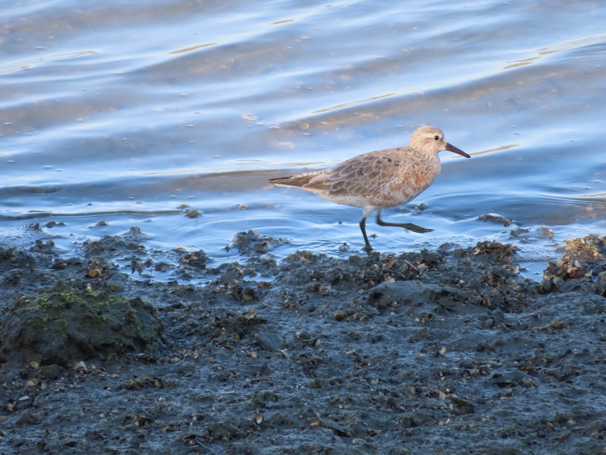 Red Knot - ML616298886