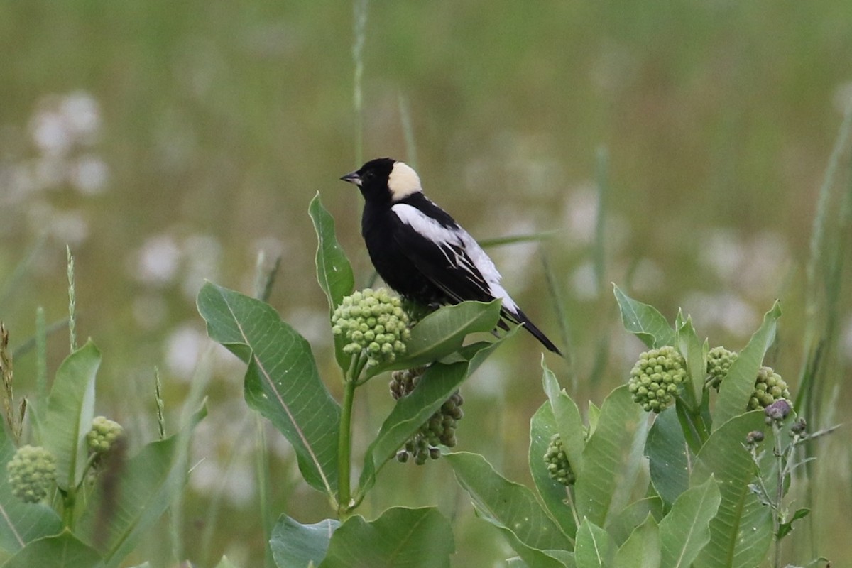 bobolink americký - ML61629891