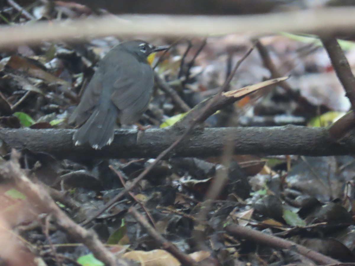 Fan-tailed Warbler - ML616298926