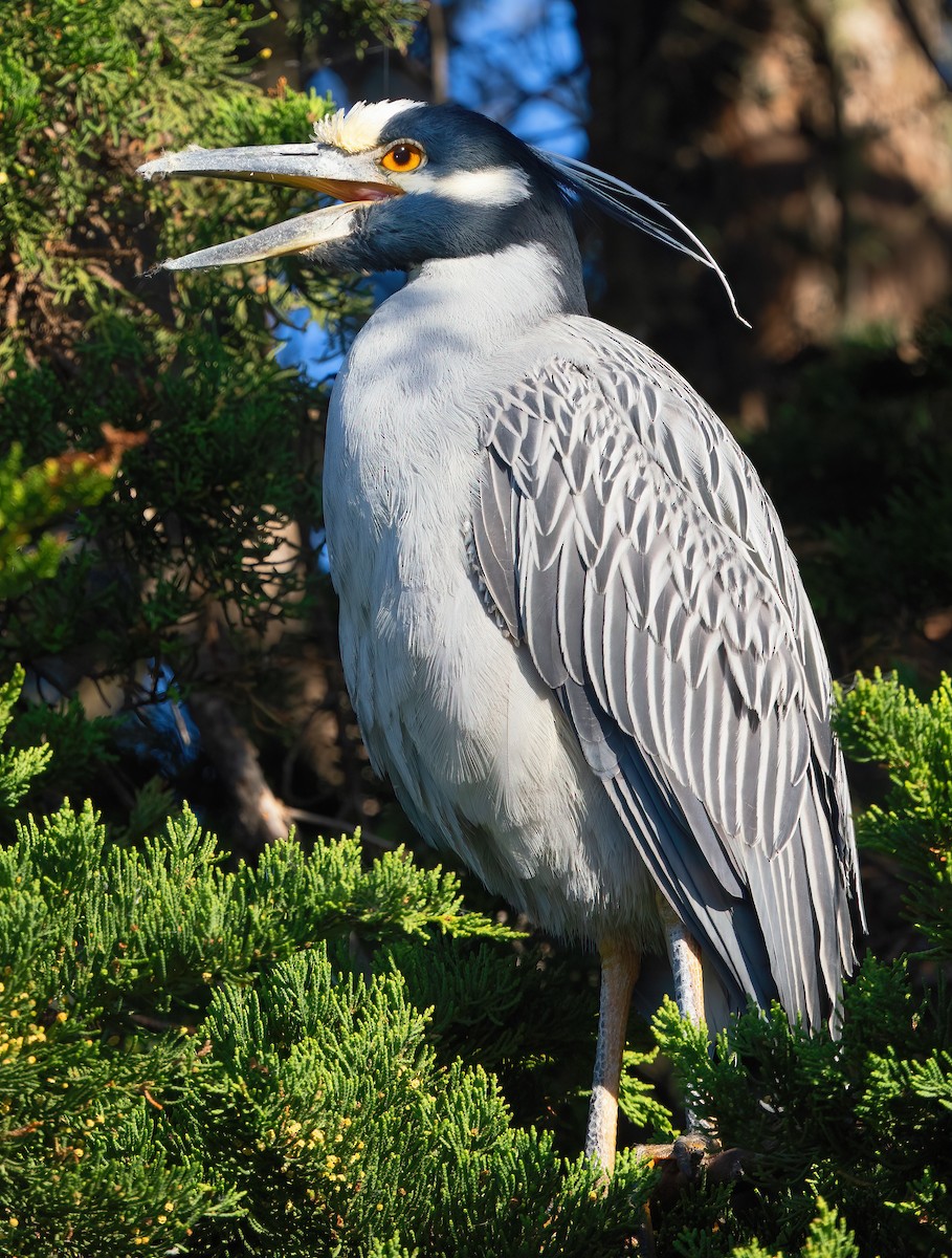 Yellow-crowned Night Heron - Mark Chappell