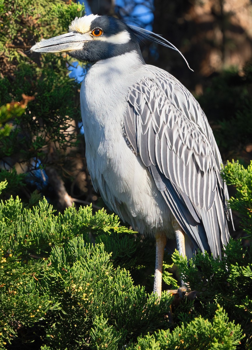 Yellow-crowned Night Heron - Mark Chappell