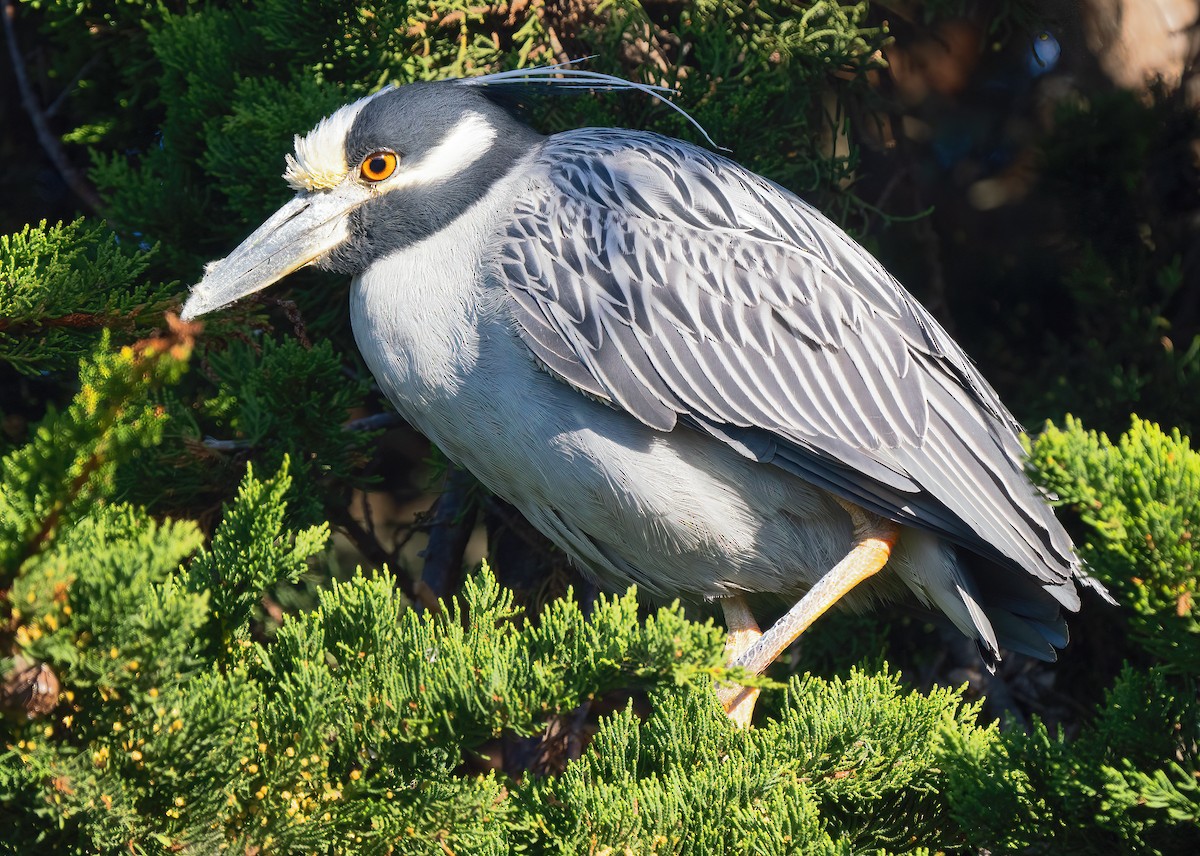 Yellow-crowned Night Heron - Mark Chappell