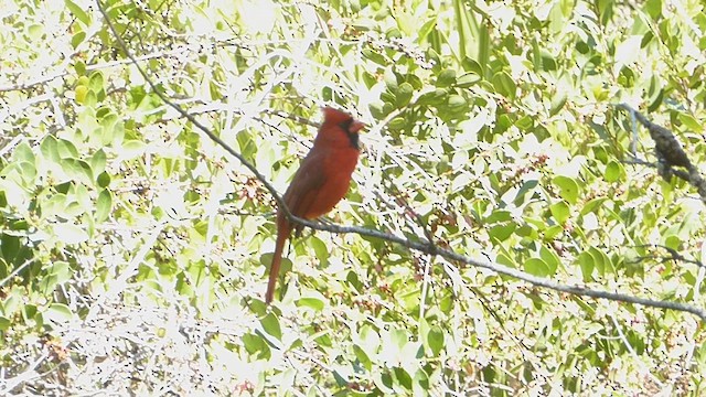 Northern Cardinal - ML616298942