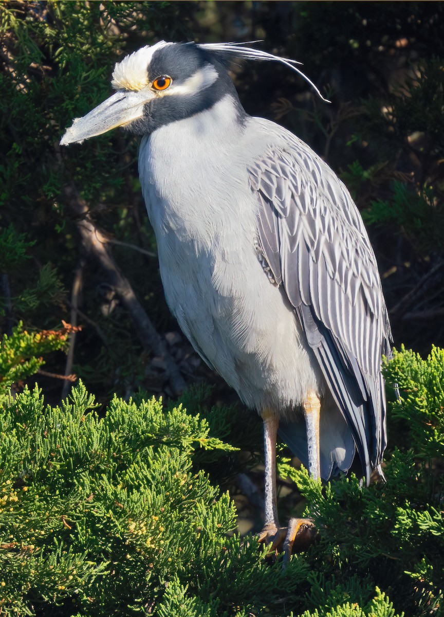 Yellow-crowned Night Heron - Mark Chappell