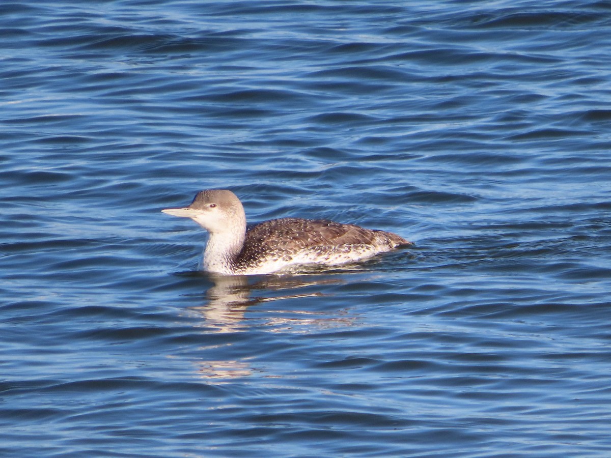 Red-throated Loon - ML616298965