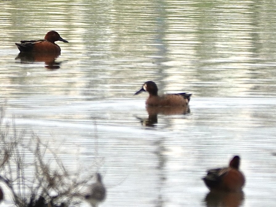 Blue-winged x Cinnamon Teal (hybrid) - ML616298968