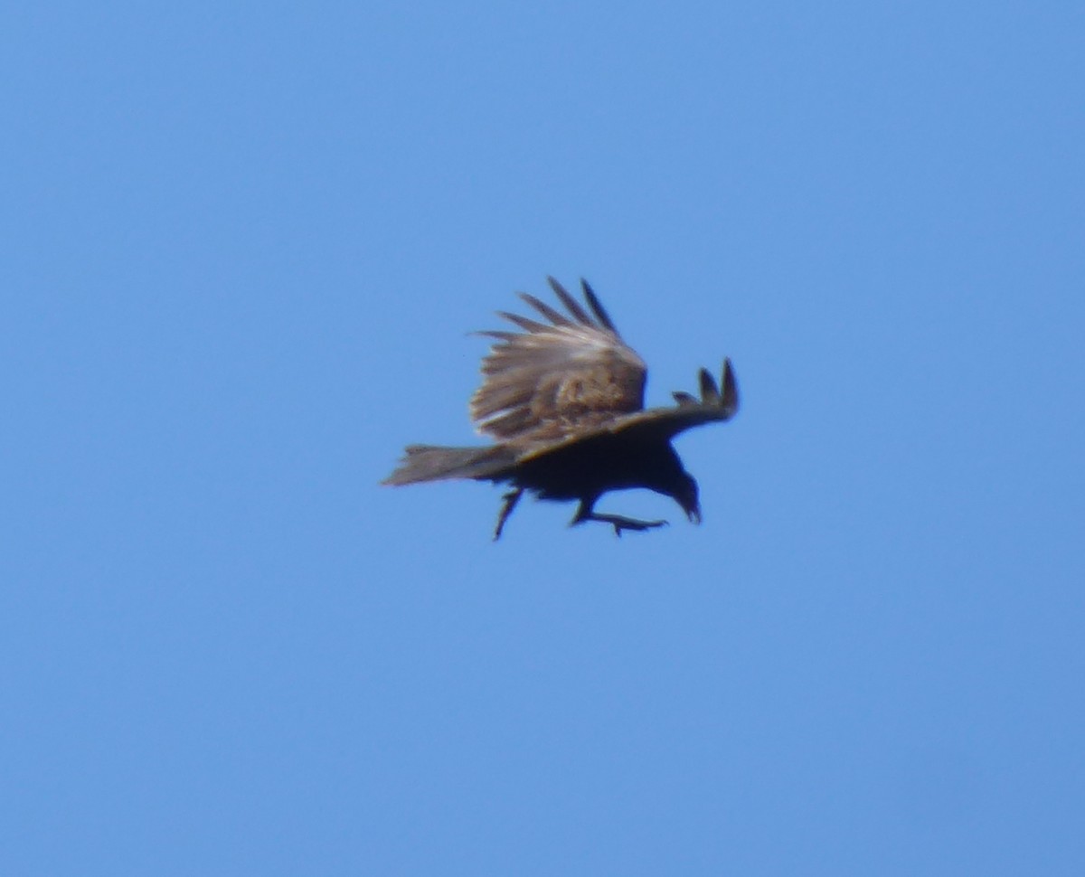 Turkey Vulture - ML616298976