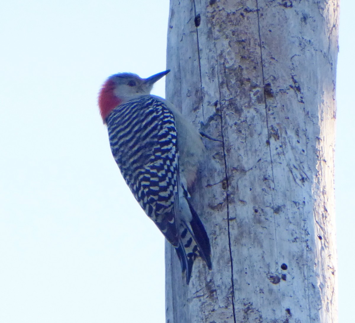 Red-bellied Woodpecker - Jason Anderson