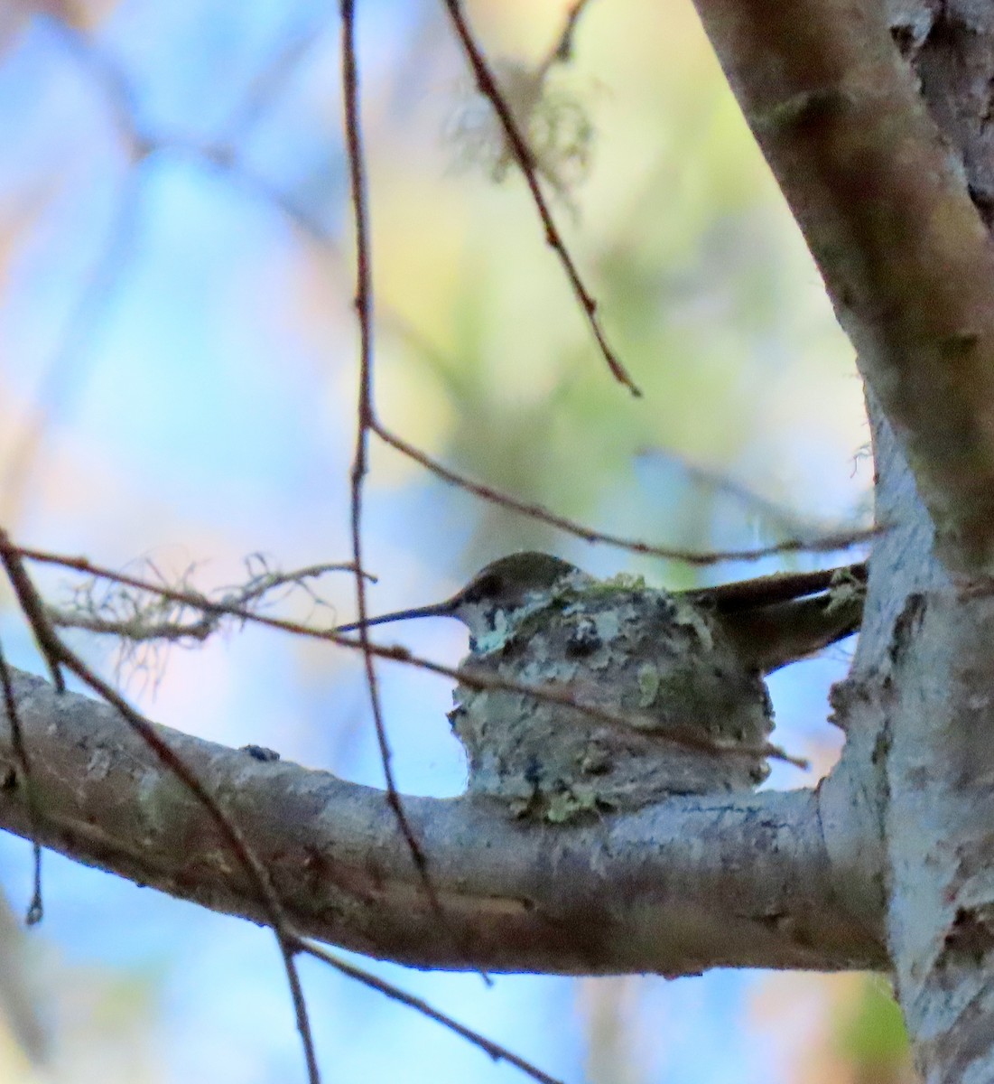 Anna's Hummingbird - Ketury Stein