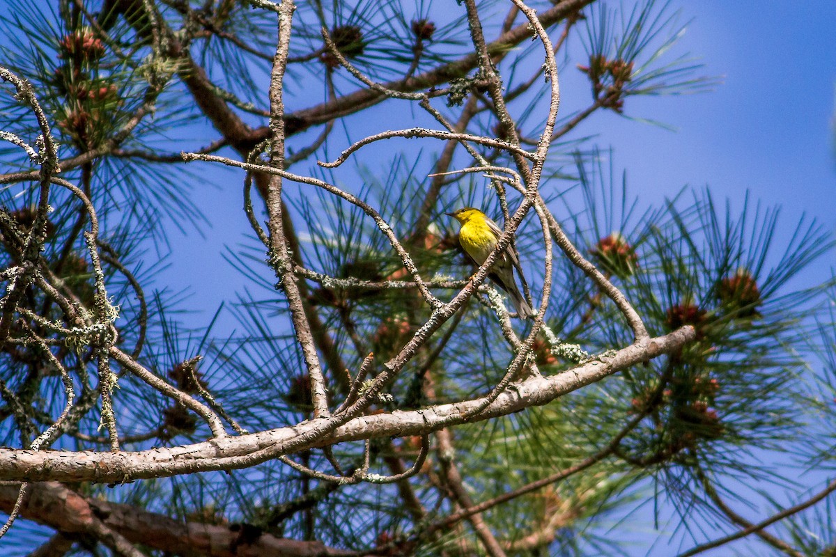 Pine Warbler - ML61629901