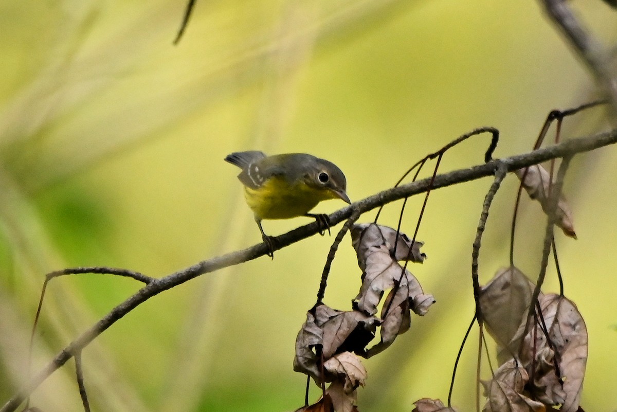 Nashville Warbler - Anonymous