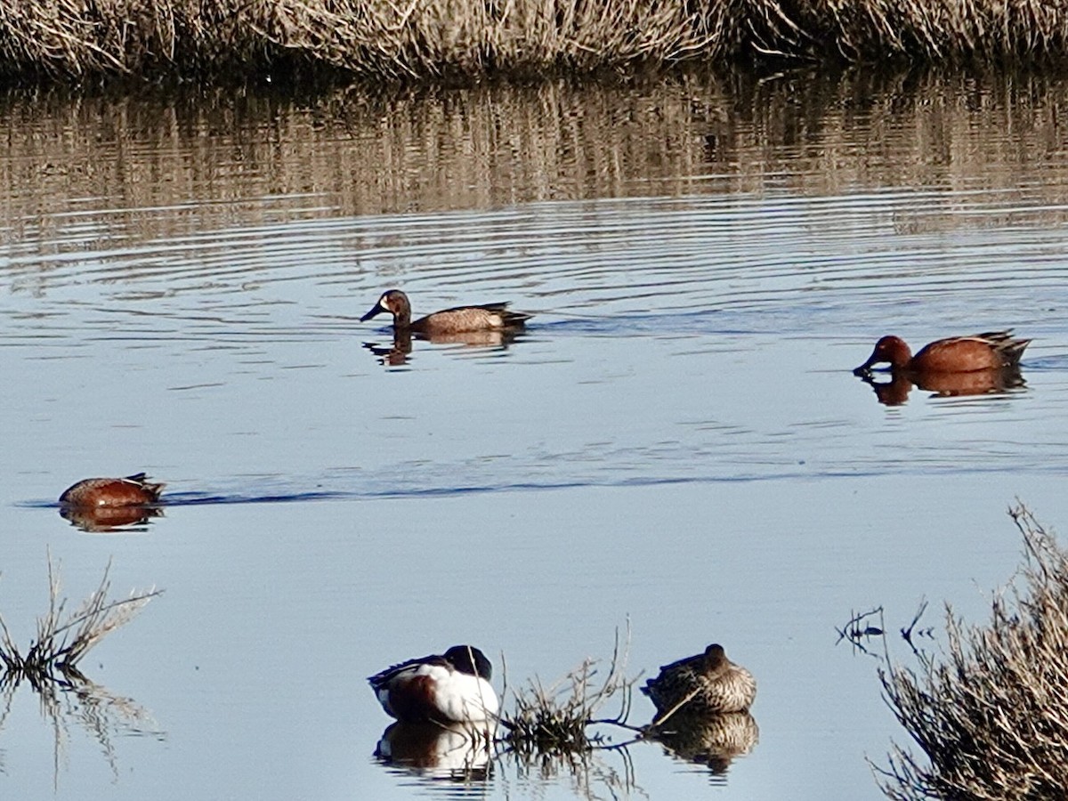 Blue-winged x Cinnamon Teal (hybrid) - ML616299065