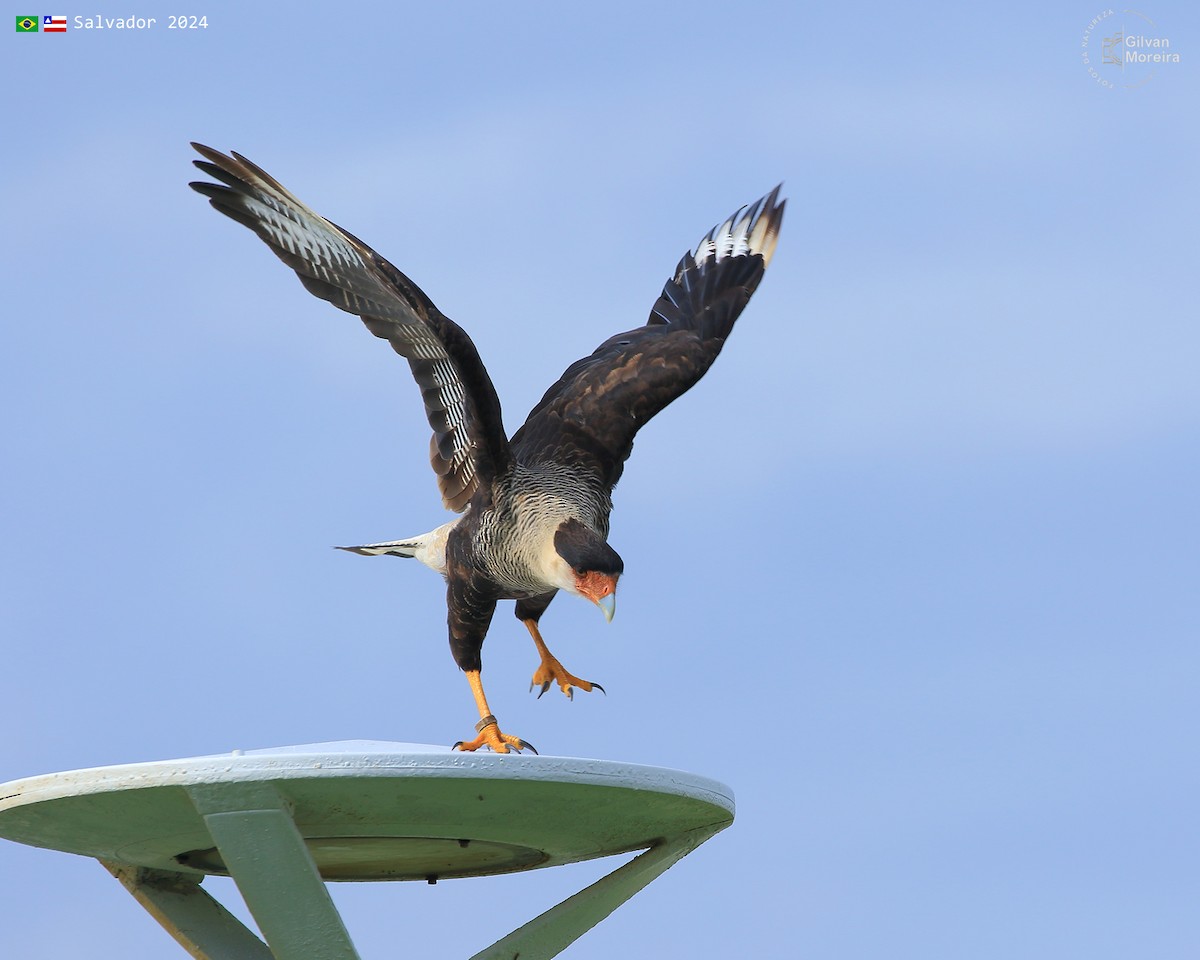 Crested Caracara - ML616299071