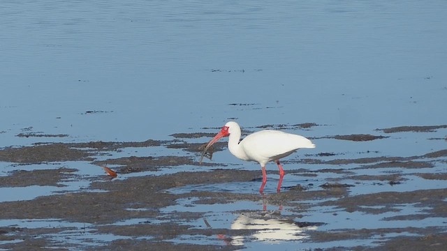 ibis bílý - ML616299073