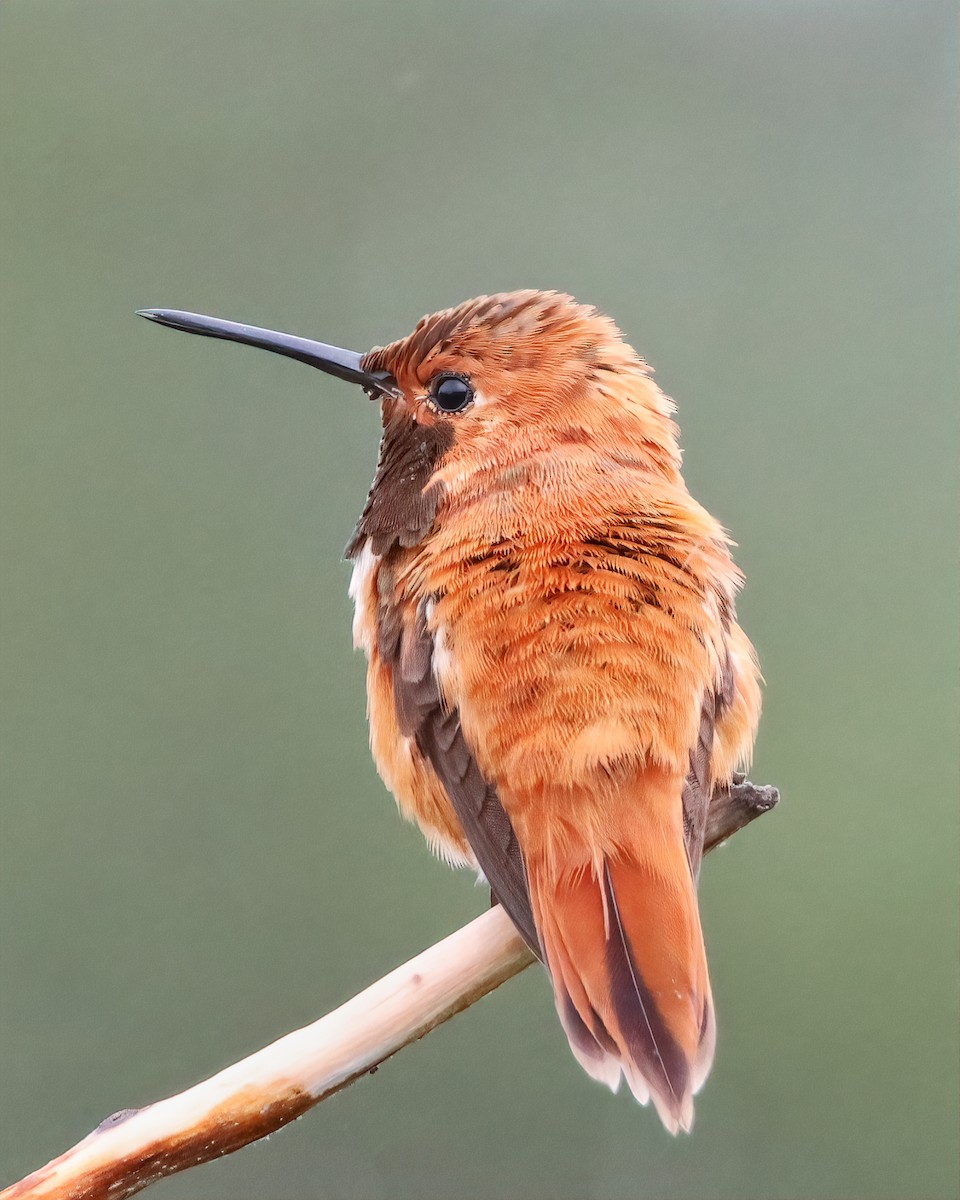 Rufous Hummingbird - ML616299092