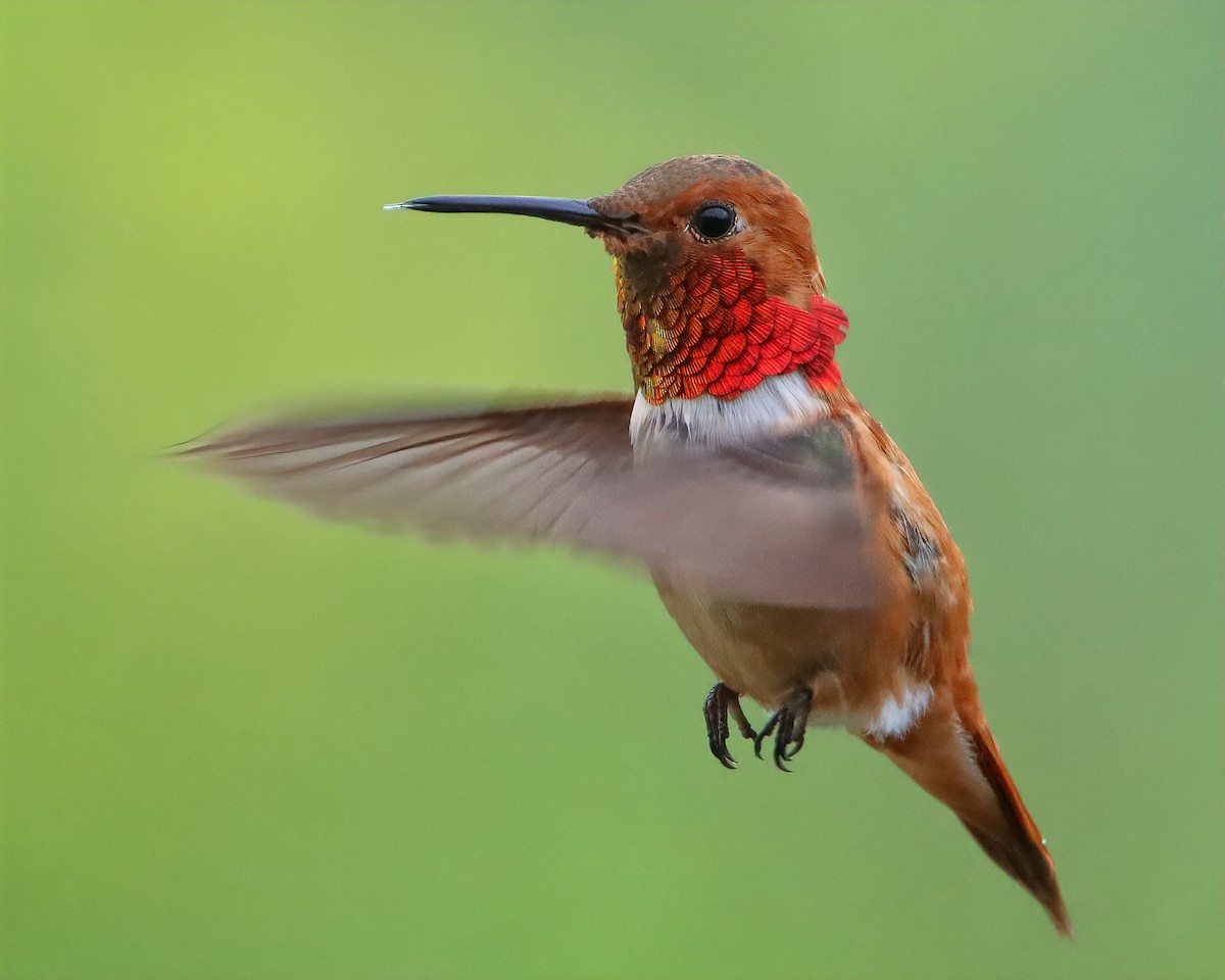 Rufous Hummingbird - ML616299093