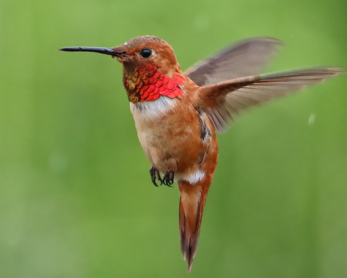 Rufous Hummingbird - ML616299096