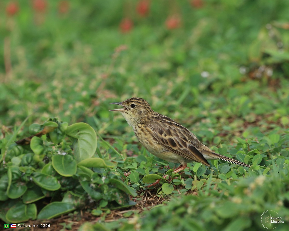 Yellowish Pipit - ML616299098