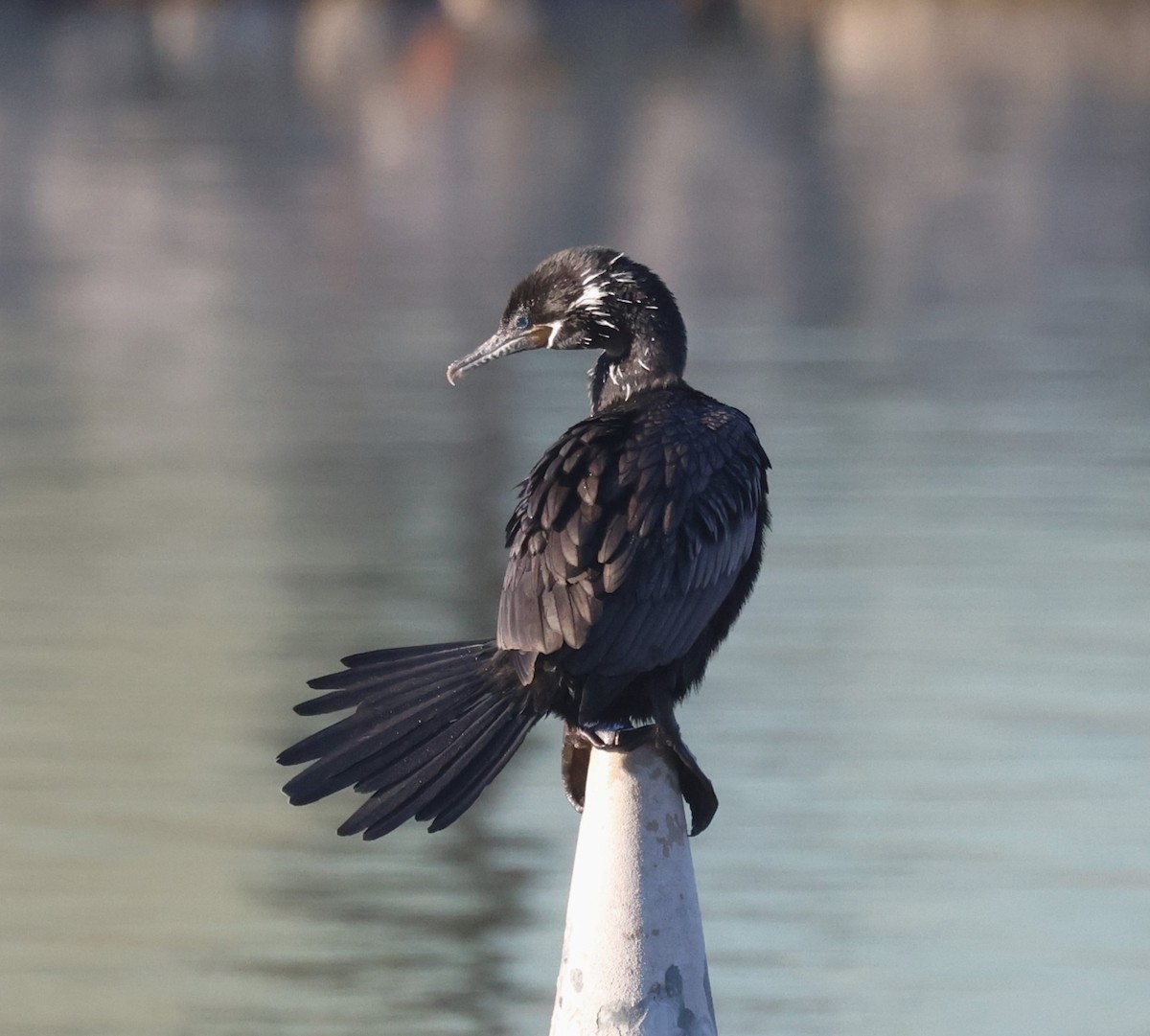 Neotropic Cormorant - Mike Malmquist