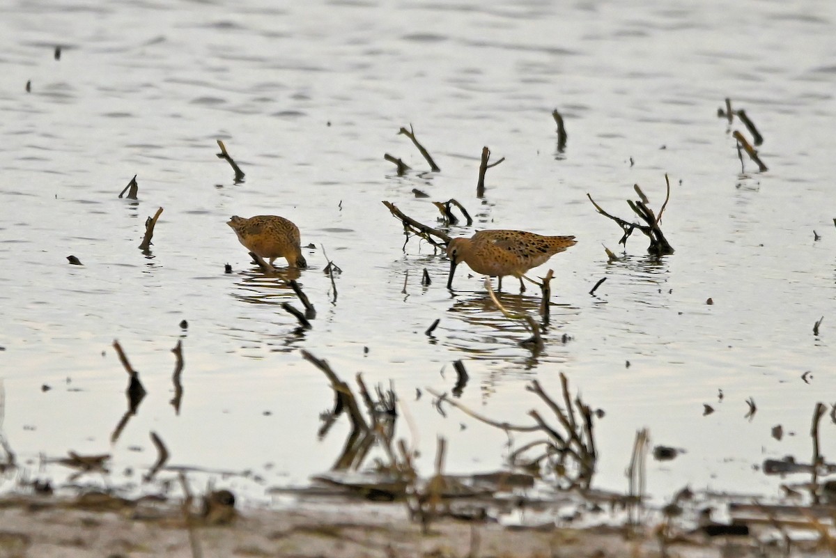 Short-billed Dowitcher - Anonymous