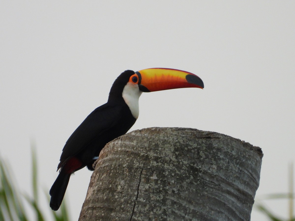 Toco Toucan - ML616299256