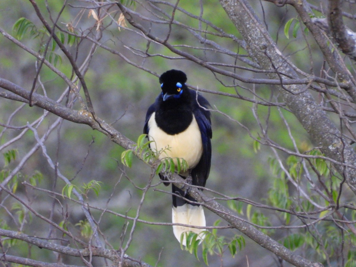 Plush-crested Jay - ML616299299