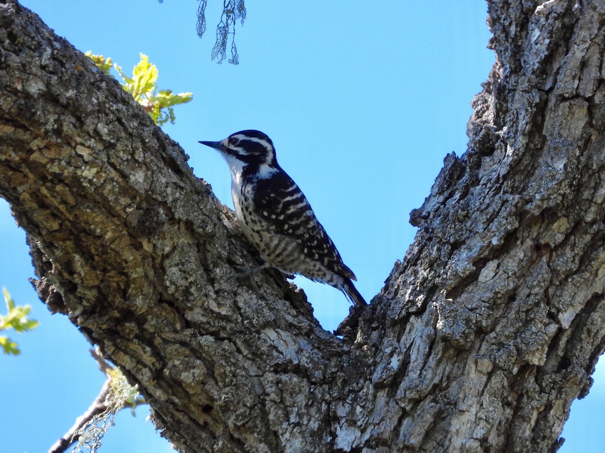 Nuttall's Woodpecker - ML616299311