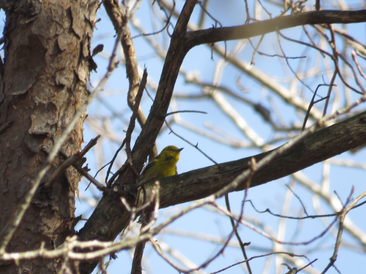 Pine Warbler - Randy Fisher