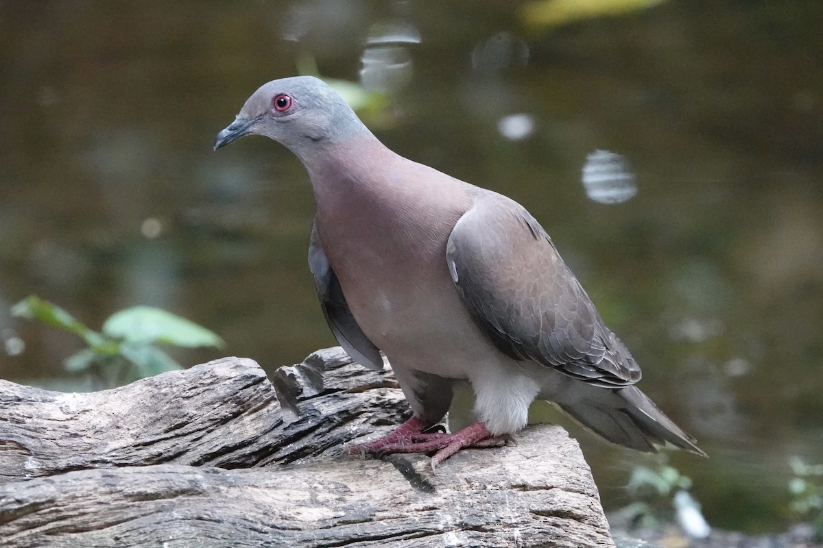 Pale-vented Pigeon - ML616299360