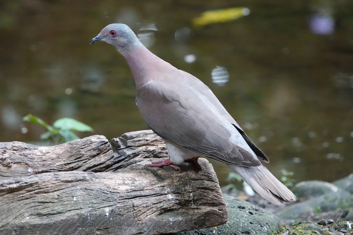 Pale-vented Pigeon - ML616299362