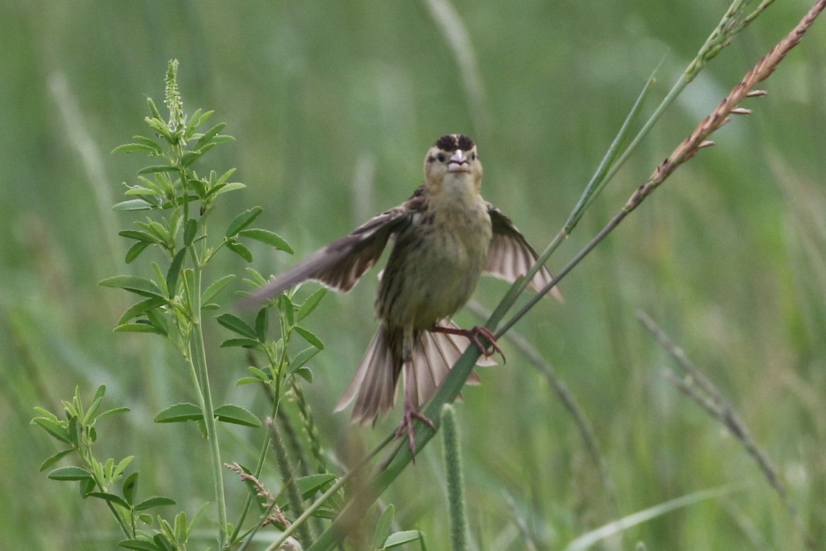 bobolink americký - ML61629941