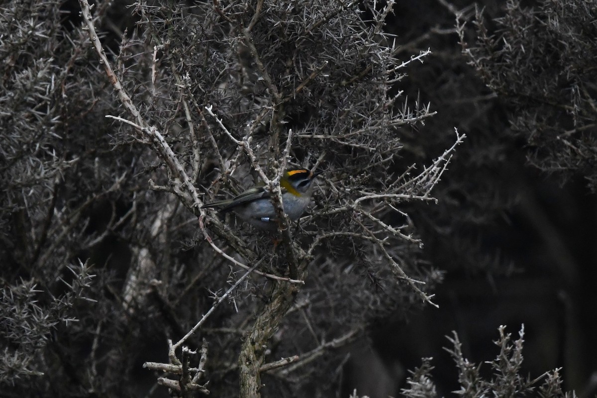 Common Firecrest - David Kelly