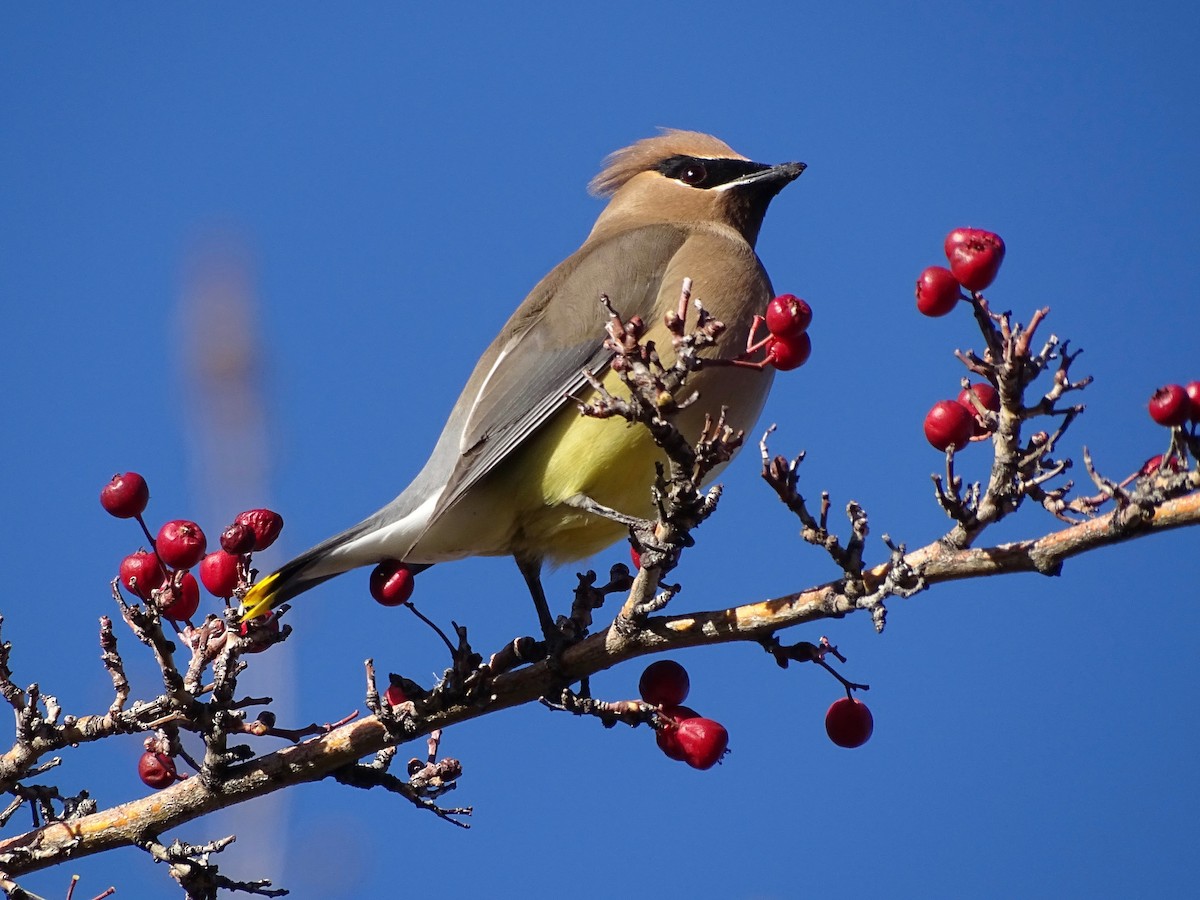 Cedar Waxwing - ML616299418