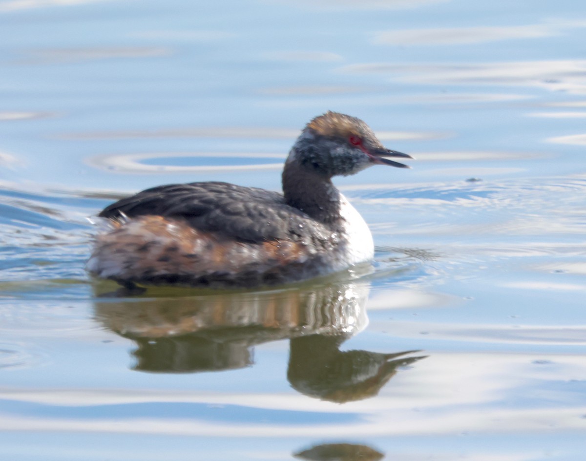 Horned Grebe - J.A. Smith