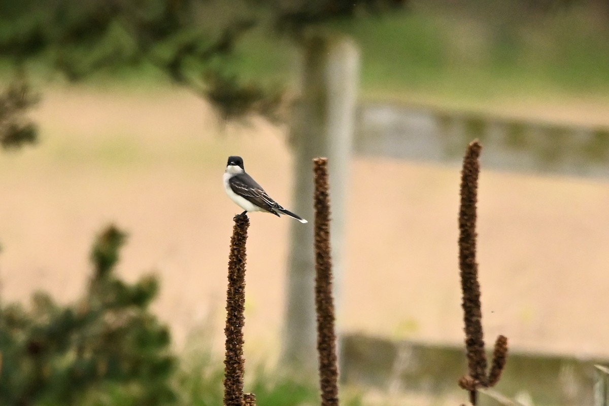 Eastern Kingbird - ML616299452