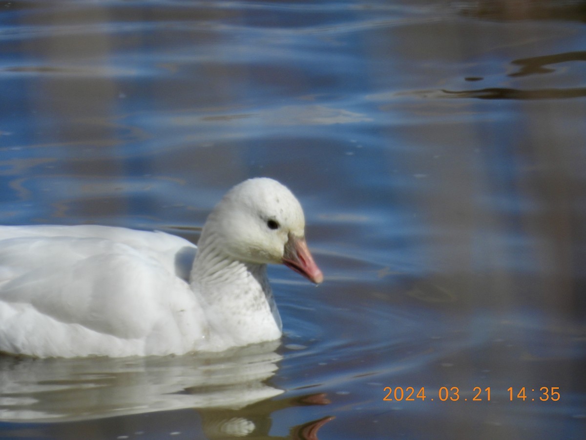 Ross's Goose - ML616299457