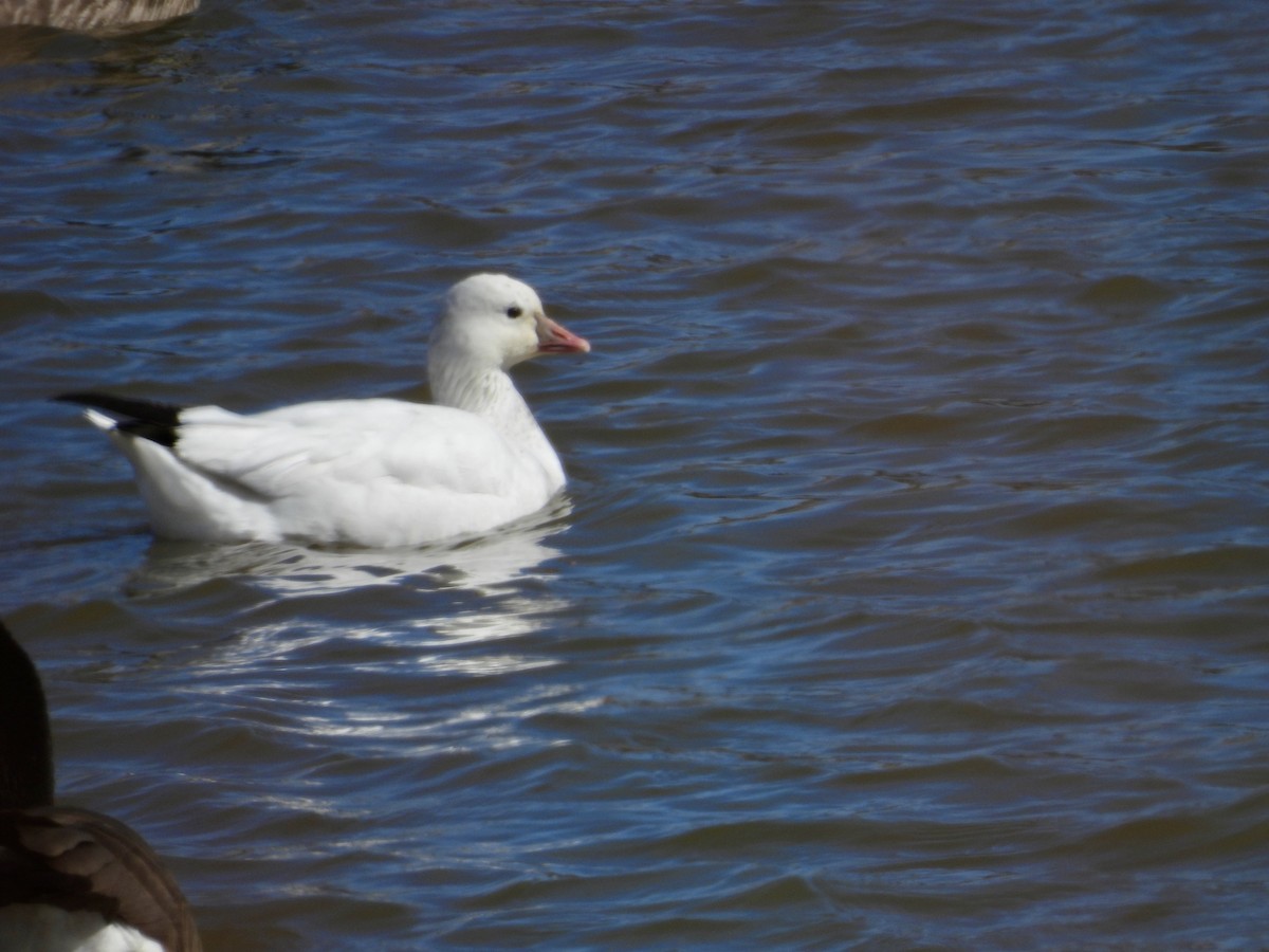 Ross's Goose - ML616299484