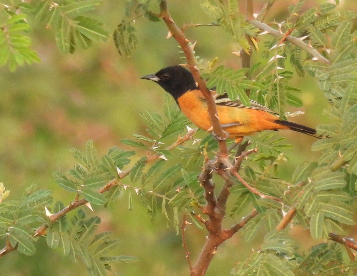 Orchard Oriole (Fuertes's) - ML616299490