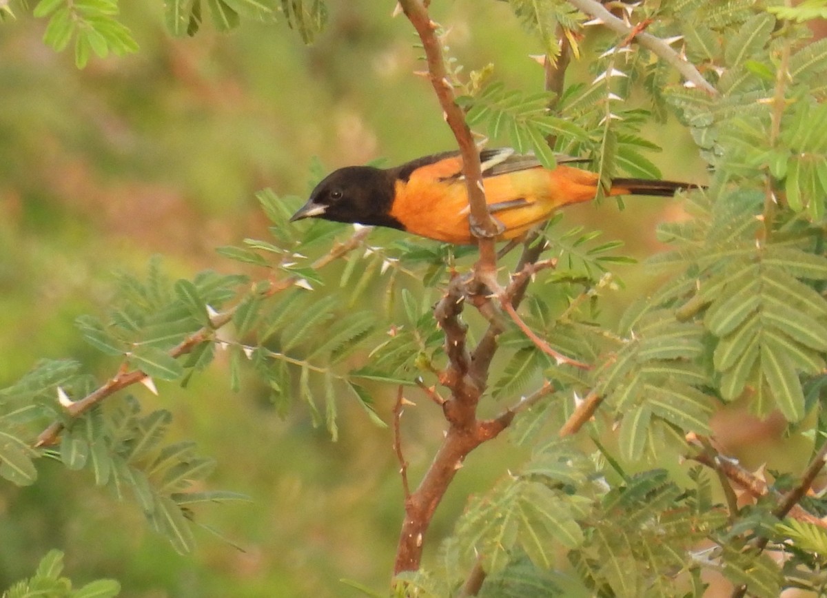 Orchard Oriole (Fuertes's) - ML616299492