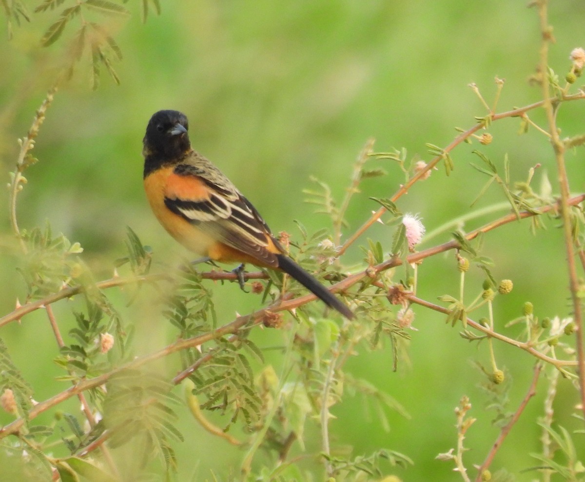 Orchard Oriole (Fuertes's) - ML616299493