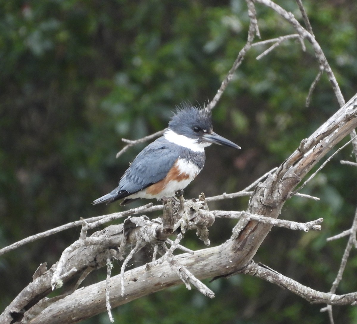 Belted Kingfisher - ML616299505