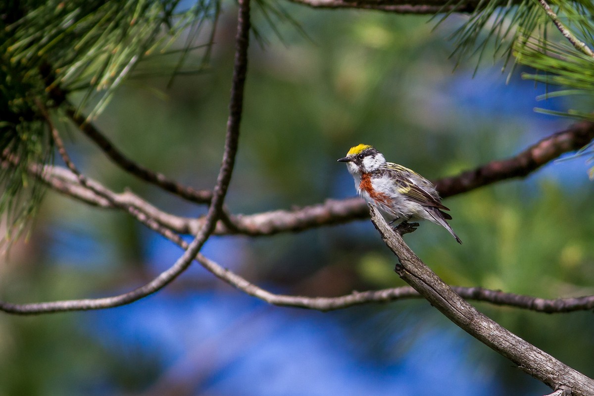 Chestnut-sided Warbler - ML61629951