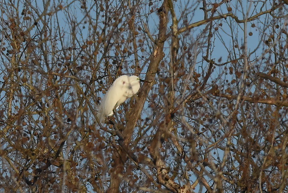 Great Egret - David Roberts