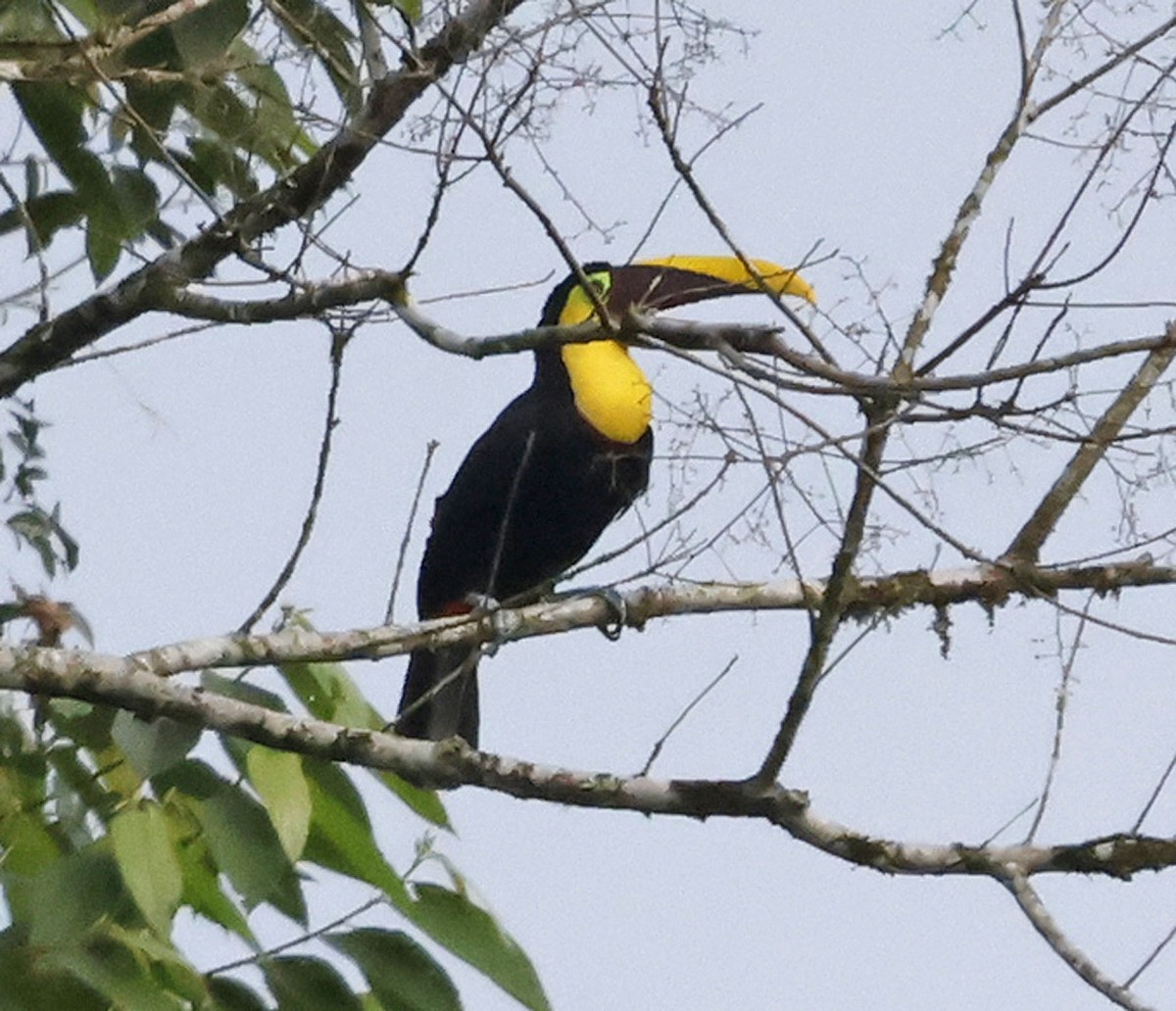 Yellow-throated Toucan - ML616299587