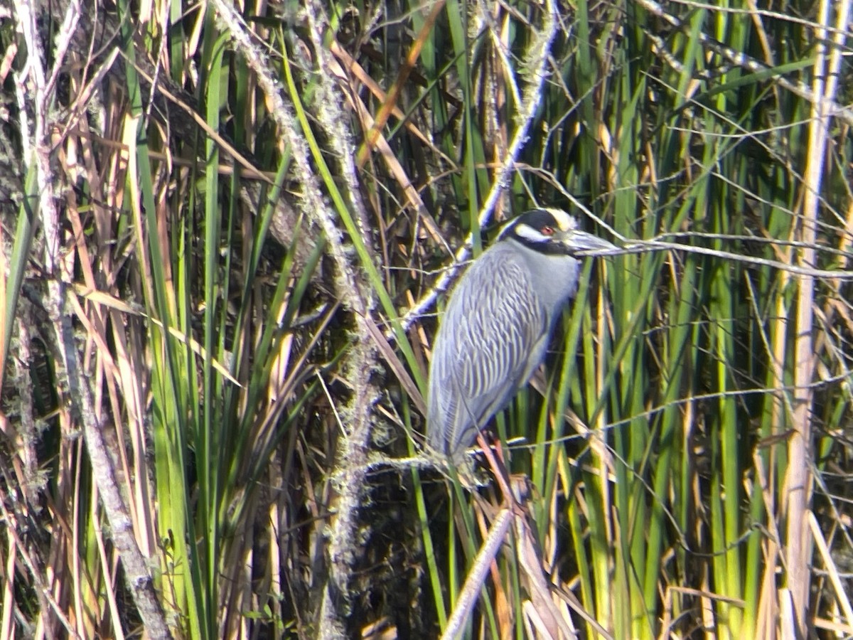 Yellow-crowned Night Heron - ML616299603