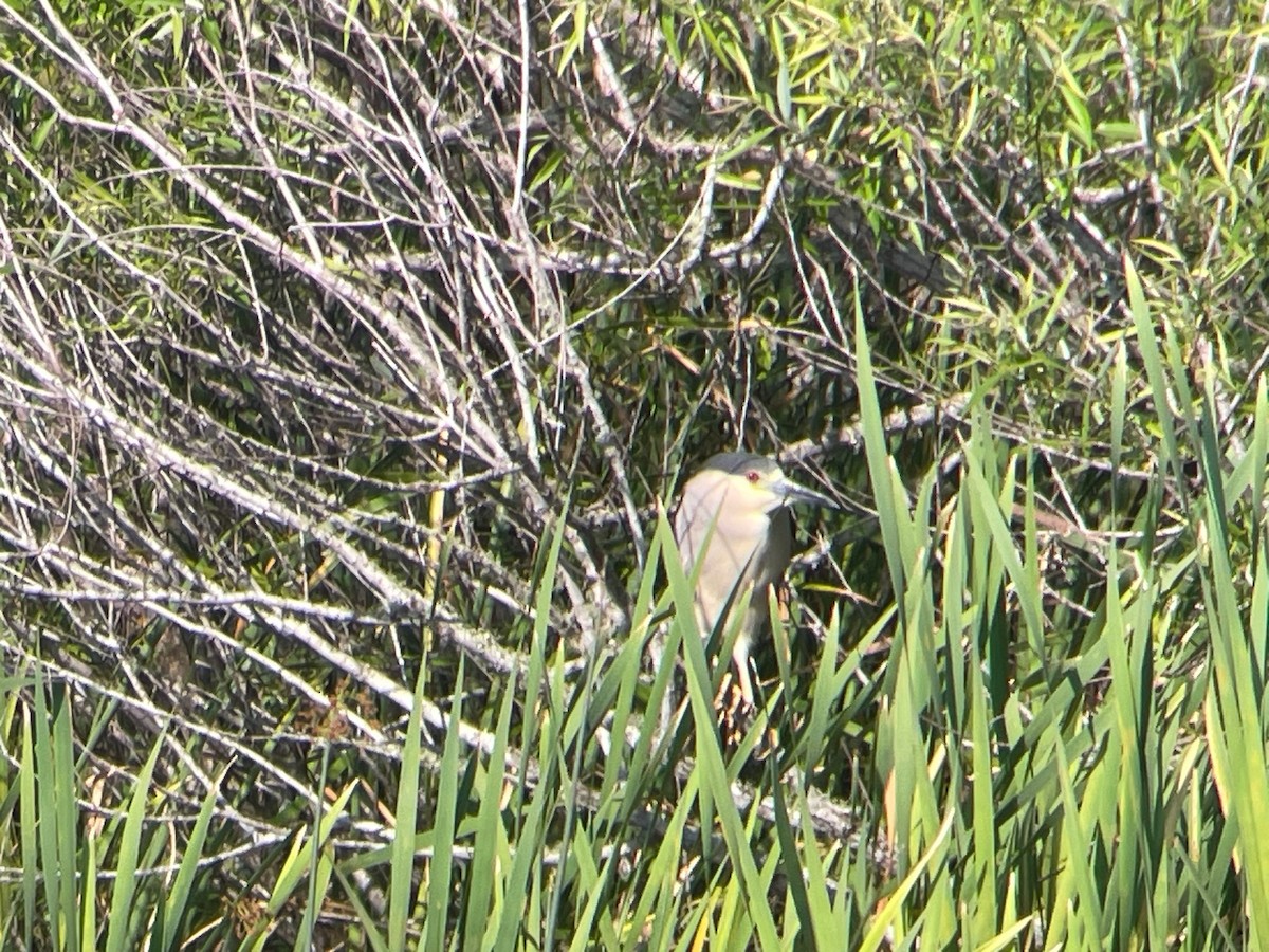 Black-crowned Night Heron - ML616299606