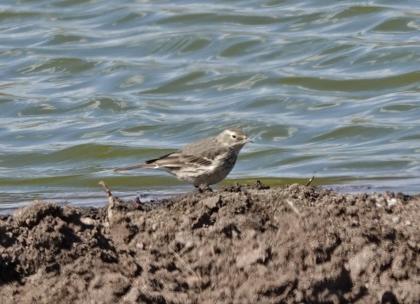 American Pipit - Cathy Beck