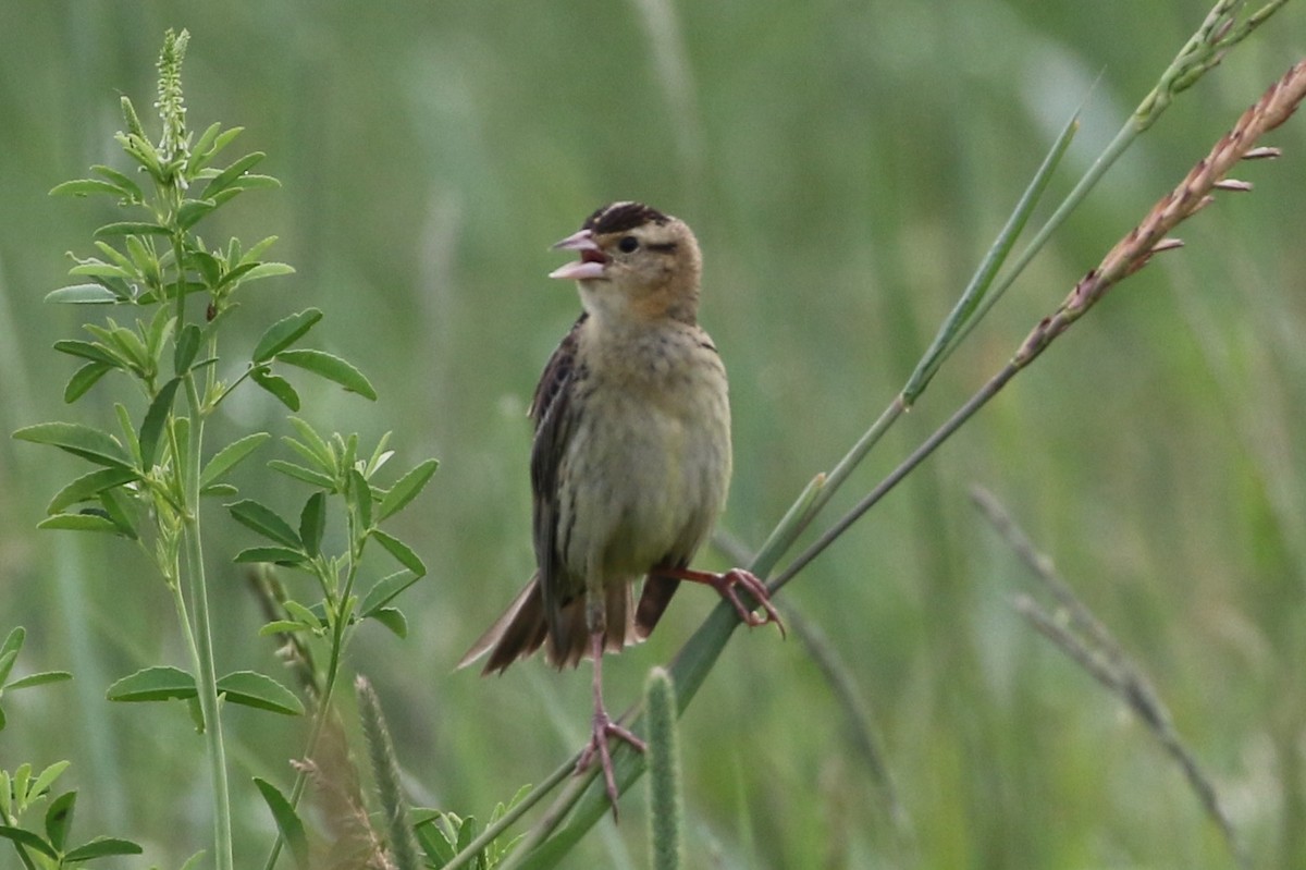 bobolink americký - ML61629961