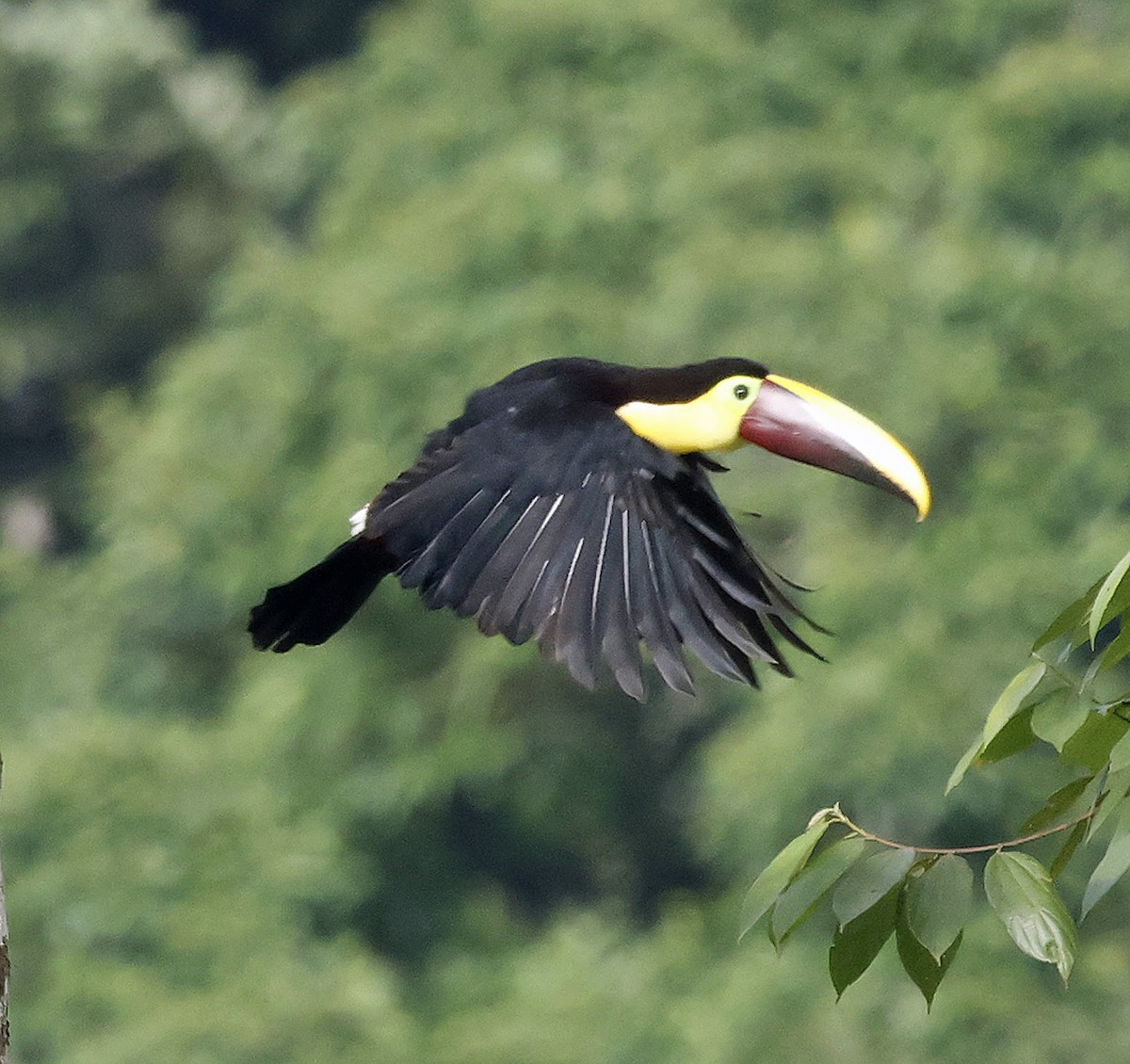 Yellow-throated Toucan - ML616299620