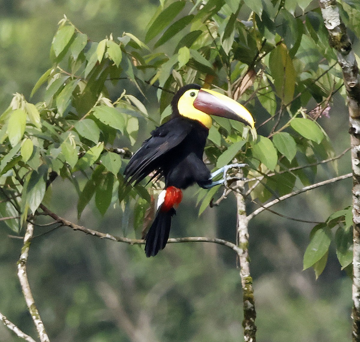 Yellow-throated Toucan - ML616299633